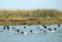 DFO Thoubal campaign to welcome Migratory Birds