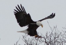 Beautiful Eagle Pictures Beautiful Eagle Pitures