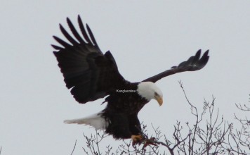 Beautiful Eagle Pictures Beautiful Eagle Pitures