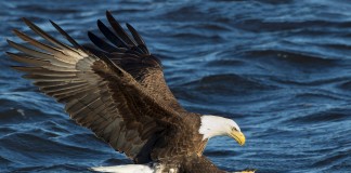 Photo Story: Bald Eagle Fishing Pictures – Ruhikant Meetei Lock and Dam No. 14 is located near LeClaire, Iowa on the Upper Mississippi River