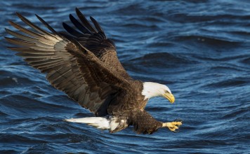 Photo Story: Bald Eagle Fishing Pictures – Ruhikant Meetei Lock and Dam No. 14 is located near LeClaire, Iowa on the Upper Mississippi River
