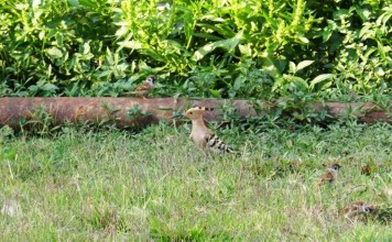 Chongnga laba – Common Hoopoe Chongnga Laba - Upupa epops - Hoopoe - Birds of Manipur