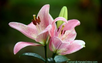 Siroy Lily – Lilium Mackliniae – State Flower of Manipur Shirui Lily or Siroi lily, Lilium mackliniae, is found in the upper reaches of the Siroi hill ranges in the Ukhrul District of Manipur, India,