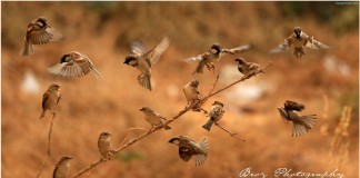 Sparrows of Wanwadi Pune – World Sparrow Day – Passeridae – Ningombam Brojendro Meetei – Photography Manipur World Sparrow Day - Passeridae - Ningombam Brojendro Meitei - Photography Manipur