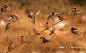 Sparrows of Wanwadi Pune – World Sparrow Day – Passeridae – Ningombam Brojendro Meetei – Photography Manipur World Sparrow Day - Passeridae - Ningombam Brojendro Meitei - Photography Manipur