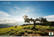 The Monkey Tree Shirui Hills Ukhrul Manipur The Monkey Tree Shirui Hills Ukhrul Manipur