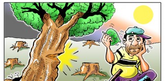 Tree Cutting