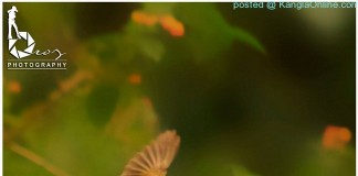 Beauty of Nature – Birds Beauty of Nature - Broz - Ningombam 3
