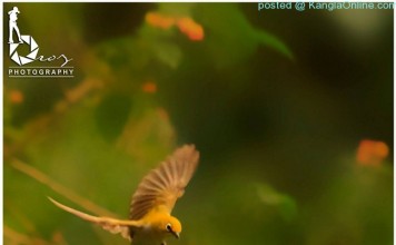 Beauty of Nature – Birds Beauty of Nature - Broz - Ningombam 3