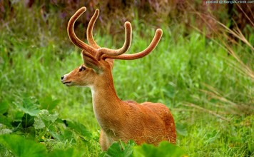 Sangai – Brow Antlered Deer – Panolia Eldi Eldi