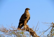 Eight more birds from India added to IUCN Red List
