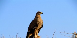 Eight more birds from India added to IUCN Red List