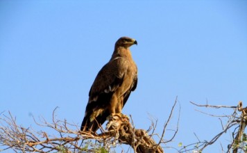 Eight more birds from India added to IUCN Red List