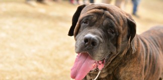 Canine Carnival 2015