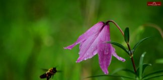 Stunning images of Dzuko Lily and Valley