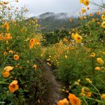 cosmos-wildflower-20