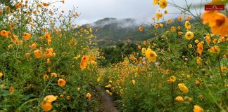 Cosmos wildflower along the Imphal-Ukhrul road