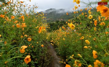 Cosmos wildflower along the Imphal-Ukhrul road