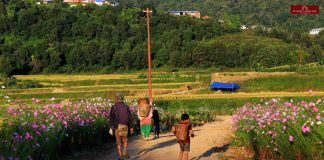 Villagers of Purul, young and old, all engage at the harvesting of their paddy field