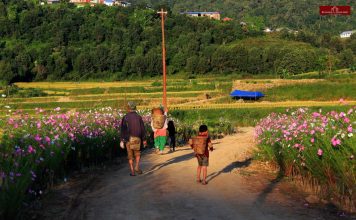 Villagers of Purul, young and old, all engage at the harvesting of their paddy field