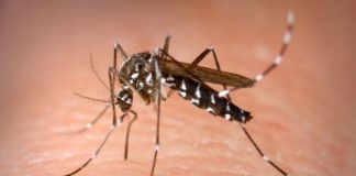 Dengue hits Thangmeiband, 15 patients tested positive