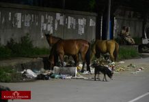 Comments on Manipuri pony conservation policy invited