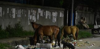 Comments on Manipuri pony conservation policy invited