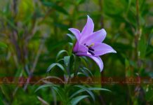 Scenic Photos of Dzuko Valley