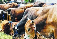 States free to decide on cow slaughters – BJP
