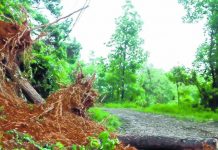 Langol Reserve Forest pine trees pose hurdles to power line