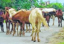 Polo association aiming for polo plus to sustain pony lovers in the state