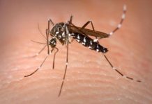 Dengue and JE cases increases in CCpur