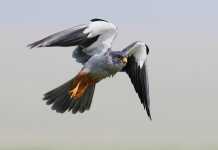 The incredible and mysterious journey of Amur Falcon – Part 1