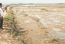 Crop failure : Lilong farmers stare at grim prospect