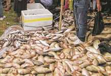Fish production at fish fair pegged at 90 thousand Kgs