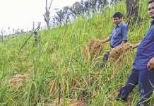 Rodent menace : Officials survey affected areas