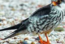 Amur Falcons start arriving