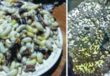 Bee larvae – Rich man’s food in Ukhrul