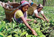 World bank funds Assam on Agribusiness and Rural Transformation Project assam