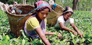 World bank funds Assam on Agribusiness and Rural Transformation Project assam
