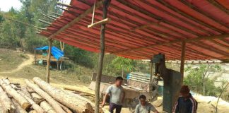 Gwarok villagers violate court orders ; continues felling pine trees gwarok reserve forest illigal tree felling